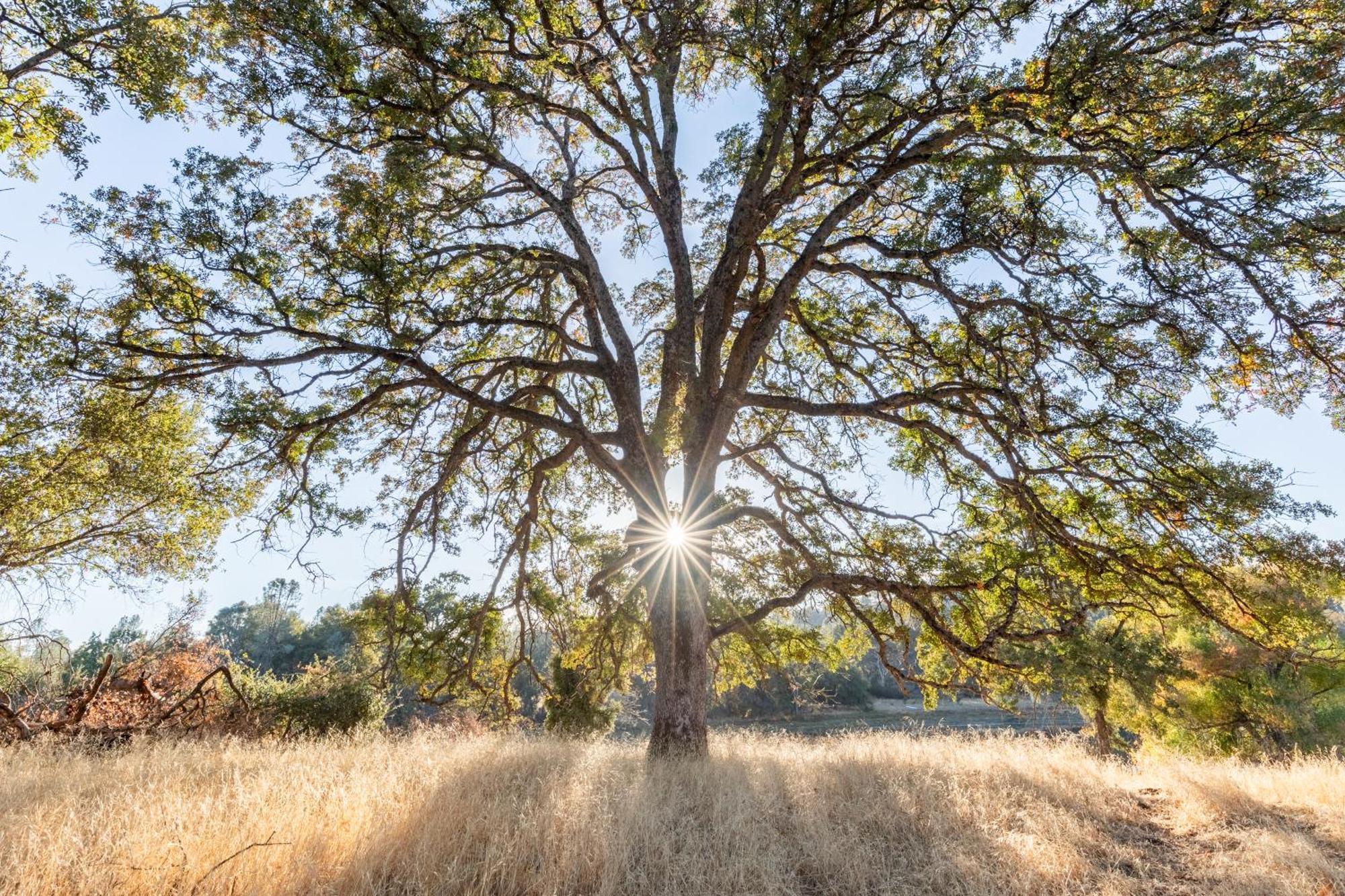 Rolling Oaks Ranch - 200 Acres Of Lakeside Beauty & Countryside Serenity Mariposa Exteriér fotografie