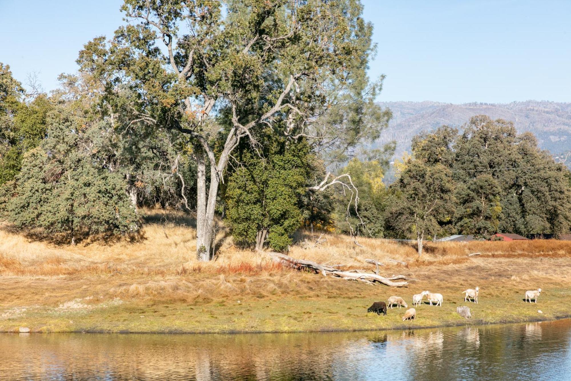 Rolling Oaks Ranch - 200 Acres Of Lakeside Beauty & Countryside Serenity Mariposa Exteriér fotografie