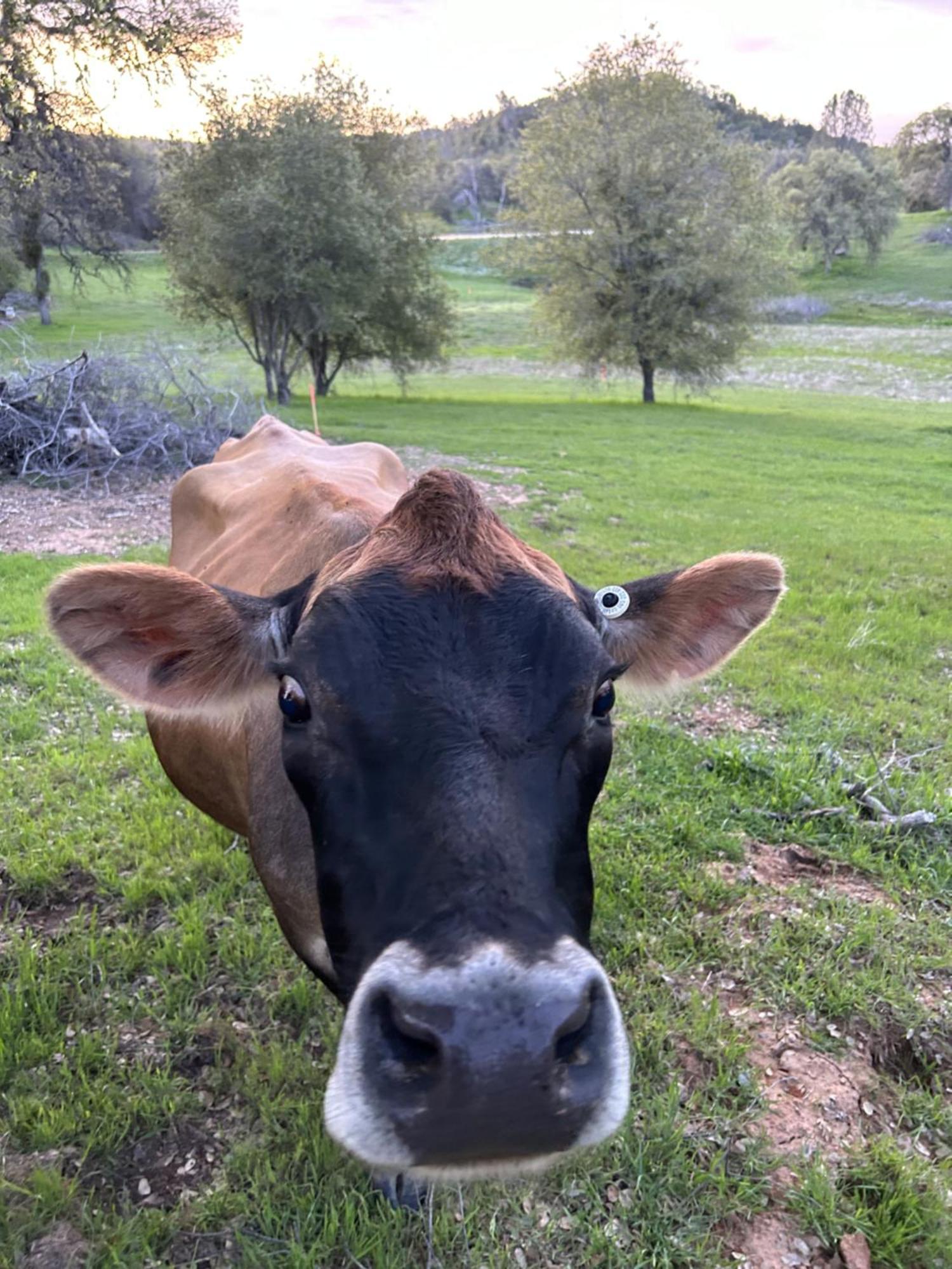 Rolling Oaks Ranch - 200 Acres Of Lakeside Beauty & Countryside Serenity Mariposa Exteriér fotografie